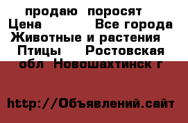 продаю  поросят  › Цена ­ 1 000 - Все города Животные и растения » Птицы   . Ростовская обл.,Новошахтинск г.